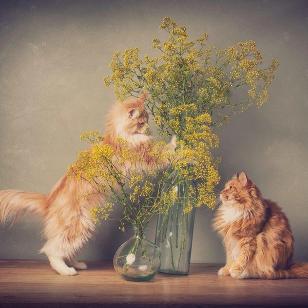 Источник: International Pet Photography Awards