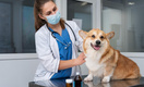10 признаков, что горе-ветеринар может навредить вашему питомцу