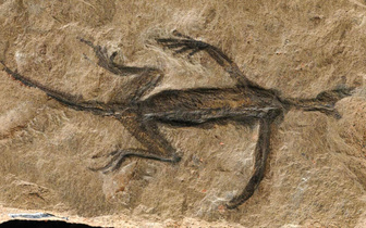 Здесь был вандал: кто испортил окаменелость редкого динозавра в итальянской пещере?