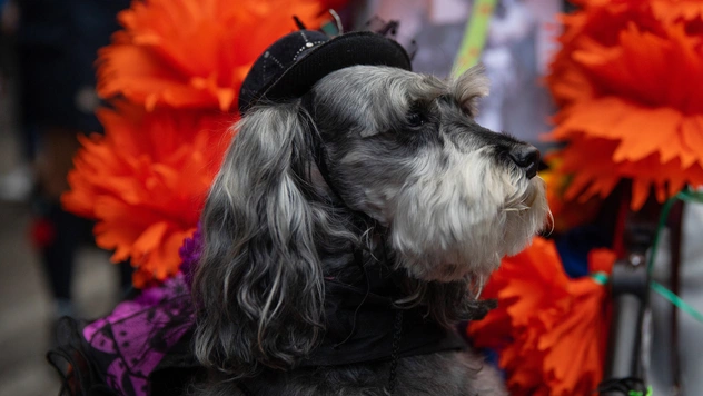 Лучшие фотографии с Halloween Dog Parade в Нью-Йорке