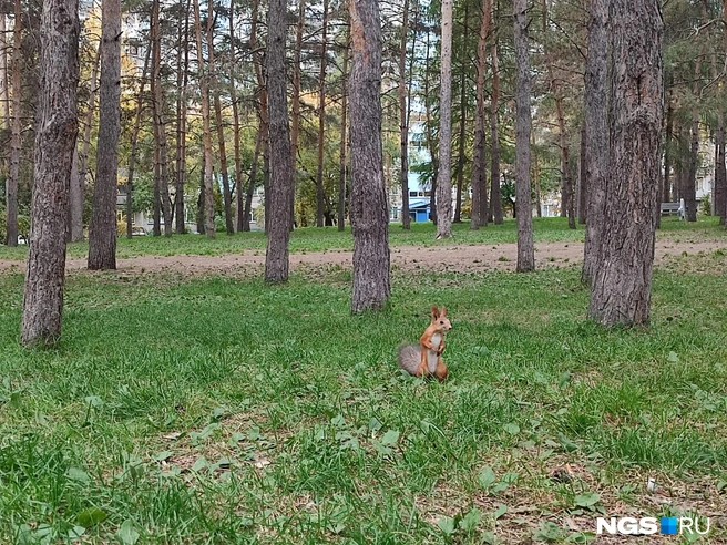 Своих любимцев — белок — местные жители подкармливают круглый год | Источник: Илья Калинин / NGS.RU