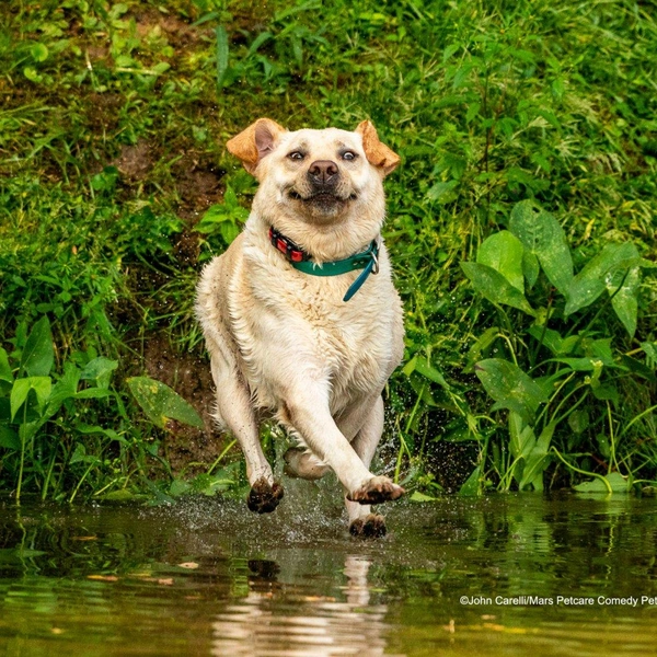 Источник: Comedy Pet Photography Awards