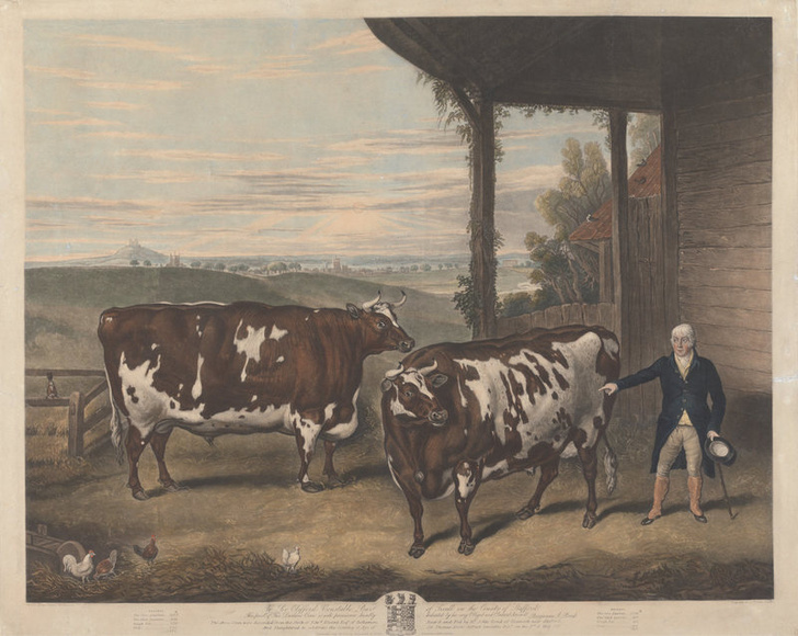 Фото №4 - Почему в XIX веке фермеры заказывали парадные портреты своих толстых коров, свиней и овец