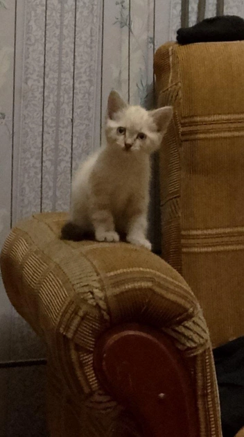 Котенка подобрали | Источник: Елена / Telegram