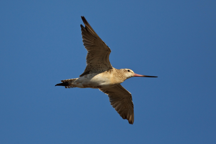 Сверхмарафонец: веретенник летел без остановки 11 дней (это мировой рекорд среди птиц)