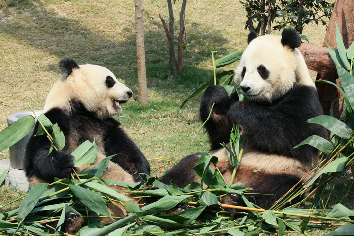 Установлена возможная причина вымирания панд