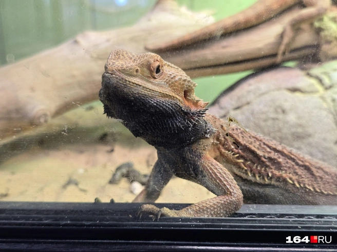 Ты кто такой? | Источник: Семен Коротов-Майбах / 164.RU