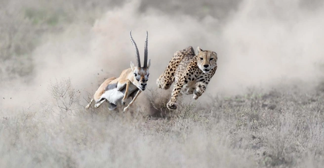 Источник: Grégoire Bouguereau / European Wildlife Photographer of the Year