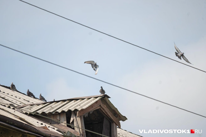Источник: Елена Буйвол / VLADIVOSTOK1.RU