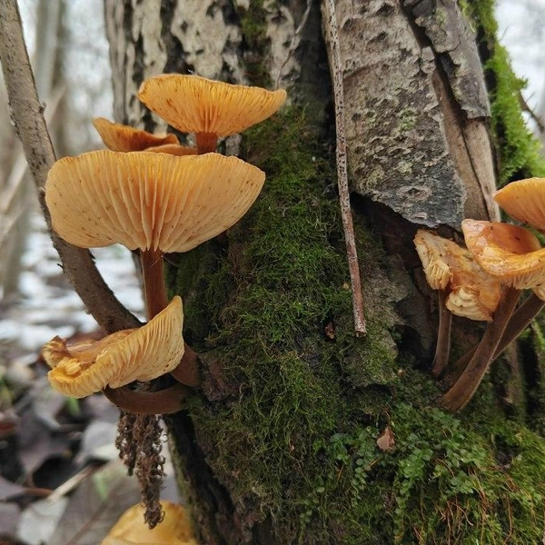 Источник:  Павел Глазков/ «Каждой твари по паре» 