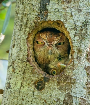 Самые смешные снимки животных в дикой природе — победители Comedy Wildlife Photography Awards — 2022
