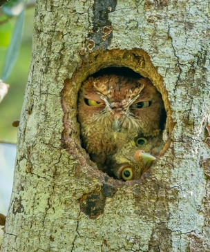 Самые смешные снимки животных в дикой природе — победители Comedy Wildlife Photography Awards — 2022