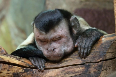 Ленинградский зоопарк продлит часы работы с 28 марта