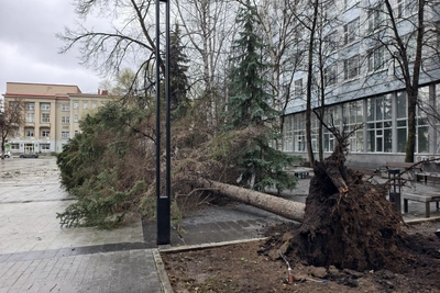 «Это очень страшно»: ветер в Уфе валит деревья и срывает обшивку