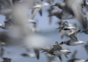 Мигрирующие птицы летят в Австралию