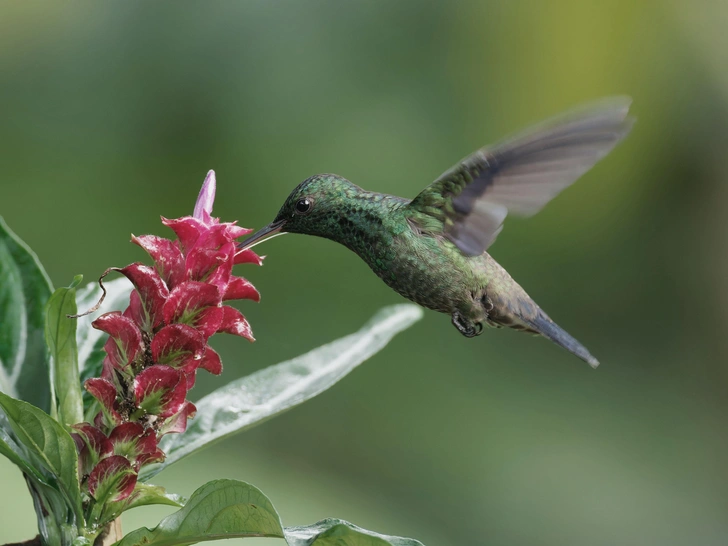 Пьют каждый день — но не пьянеют: странный секрет колибри