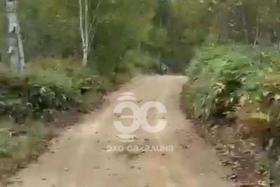 В Южно-Сахалинске ищут медведя в районе СНТ
