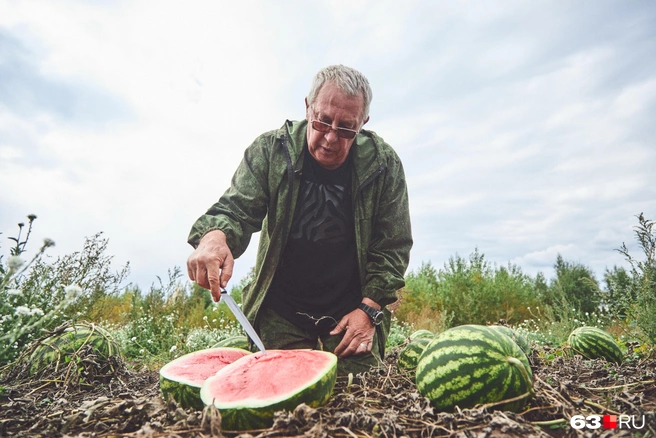 Арбуз сорта «Продюсер» — фаворит Владимира Абрамова | Источник: Роман Данилкин / 63.RU