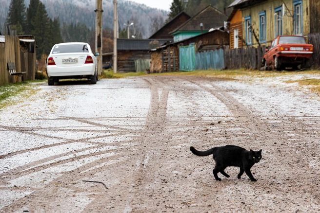 Это от вас тут, знаете ли, одни неприятности. А я просто мимо пробегал | Источник: Мария Ленц / NGS24.RU