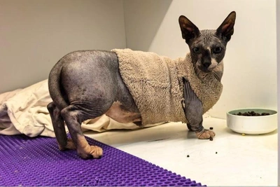 В Перми ищут дом приютскому сфинксу-бамбино Рафу