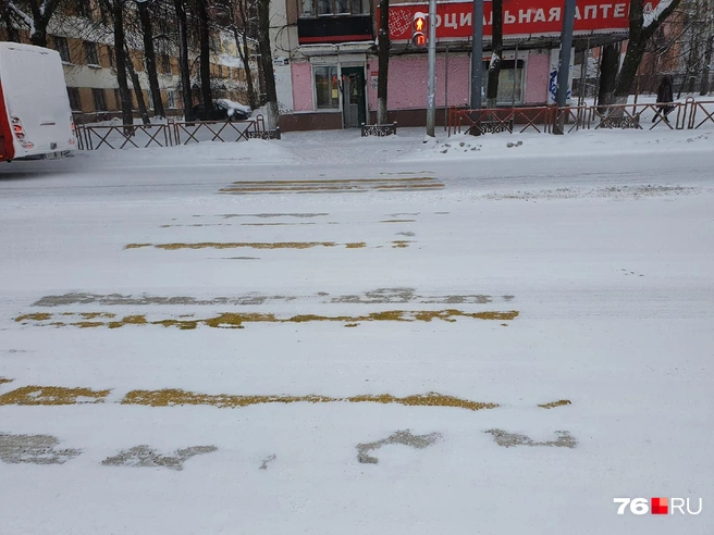 Зебру не видно из-за снега | Источник: Александра Савельева 