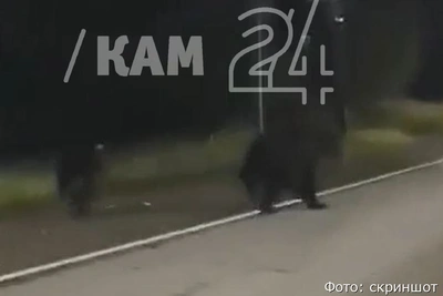 В Елизове у трассы заметили двух медведей