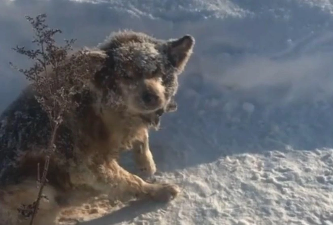 Пес едва мог двигаться и лаять | Источник: radmir__maratovich / Instagram.com