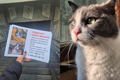 Три недели ищут кота-путешественника Милана