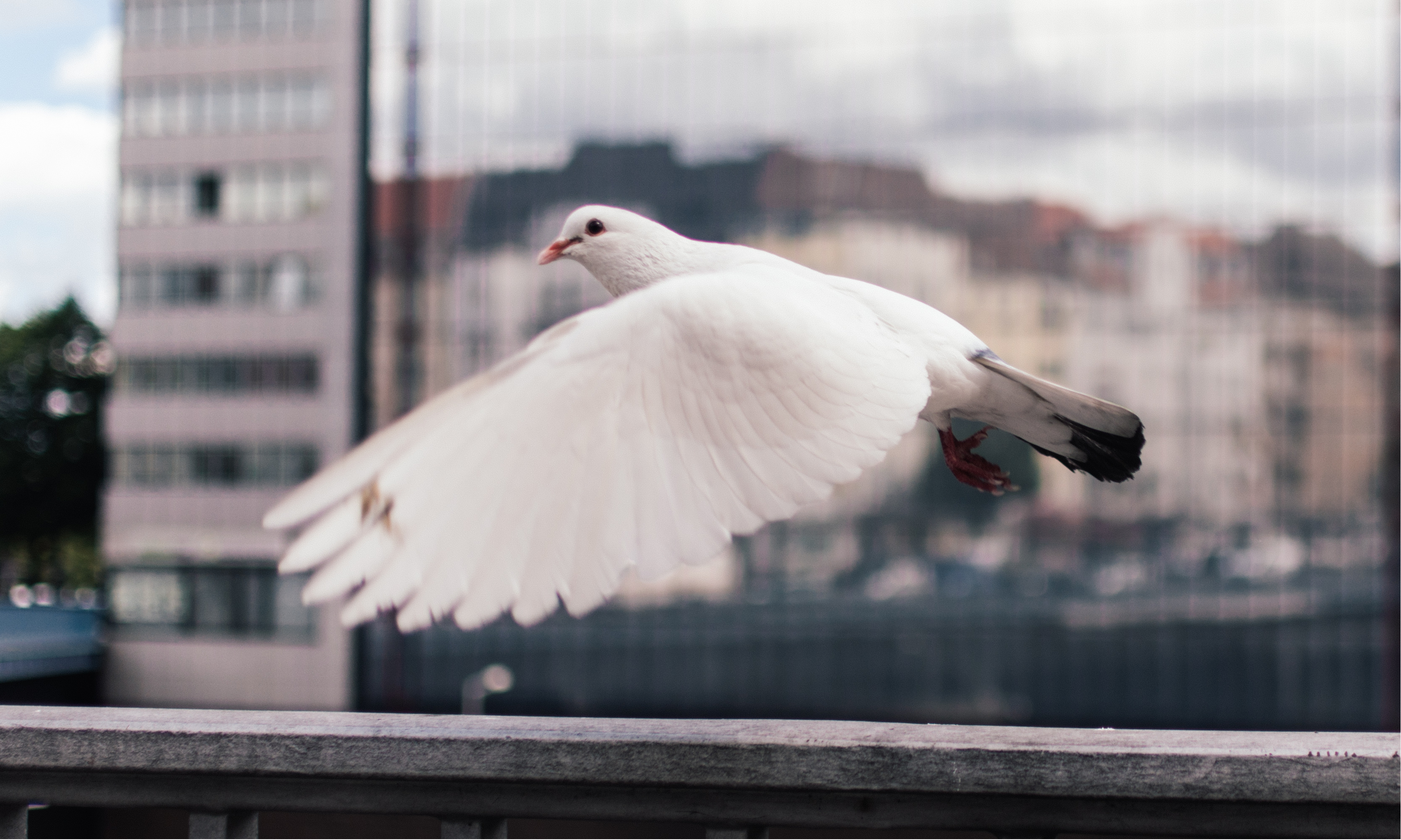 Закат с голубями на балконе