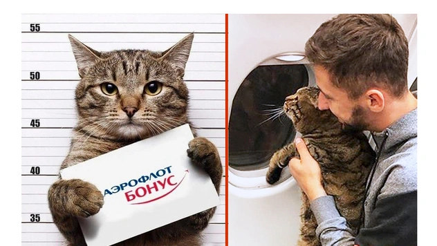 Мемы про упитанного кота Виктора и «Аэрофлот»