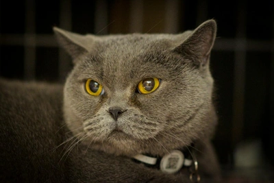 В Новосибирске для кошки-британки ищут новый дом