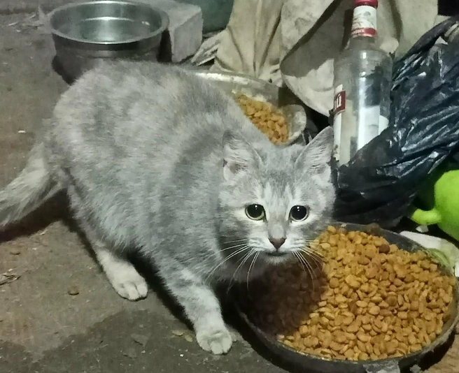 Кошки живут одни в пустом доме | Источник: Счастливые подобрашки / «ВКонтакте»