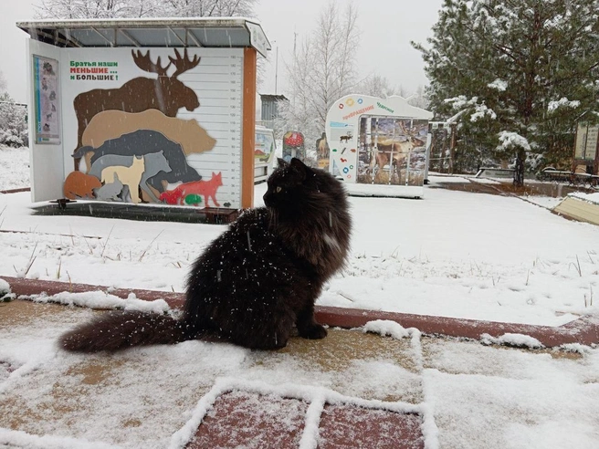 Кот Филимон нашел приют в экоцентре после того, как его оставили прежние владельцы. | Источник: заповедник «Керженский», официальная группа во «ВКонтакте»