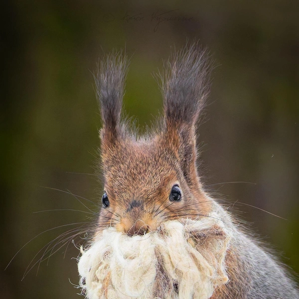 Источник: Антон Кубышкин / «Грибы и Грибники СПб»