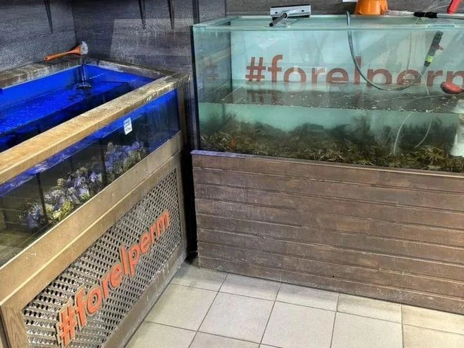 В Forelperm можно было купить живых раков  | Источник: Avito.ru