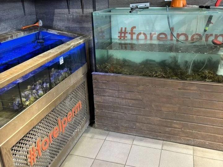 «Устали маленько»: в Перми продают два магазина известной рыбной сети Forelperm