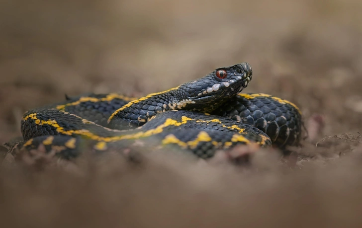 Кавказская гадюка (Vipera kaznakovi). Эндемик Кавказа, достигает в длину 60 см. Отличается очень эффектной окраской: от лимонно-оранжевой до кирпично-красной и медно-коричневой, с черным зигзагом или сплошным черным рисунком на спине. Предпочитает горные леса и субальпийские луга. Укус вызывает у человека сильную боль и обширный отек — пострадавшему требуется срочная медицинская помощь. Встречается в Адыгее и Краснодарском крае. | Источник: Anna Seropiani/Shutterstock/Fotodom.ru