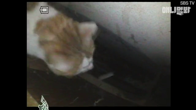 Кота обнаружила скрытая камера.