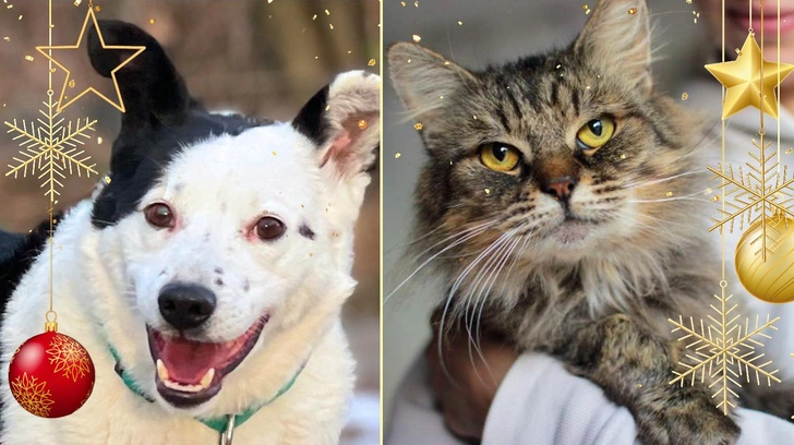 Новогодний котопёс: подарите дом нежной собаке Милке или ласковому коту Марио | Источник: приют «Печатники»