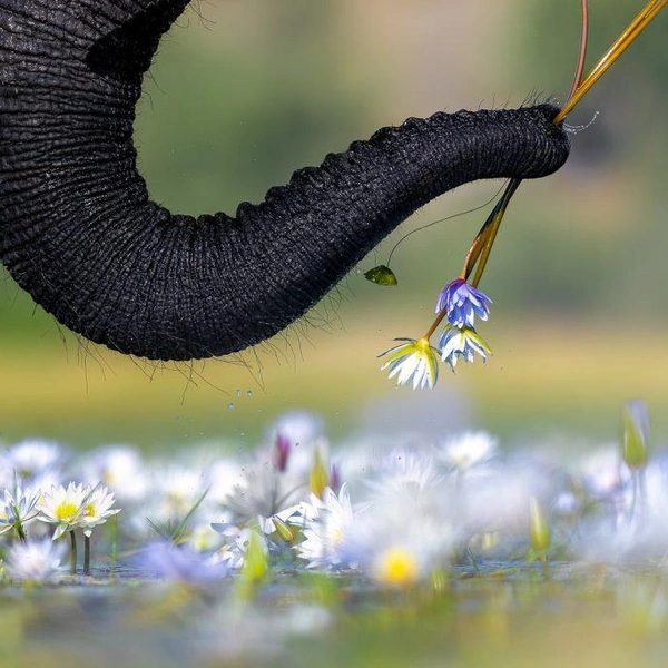 Источник: Nature TTL Photographer of the Year