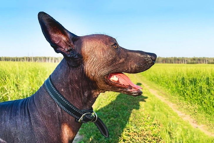 Источник: Daria Lixovetckay/Shutterstock/Fotodom.ru