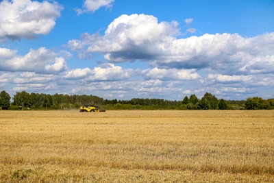 Сев озимого ячменя на юге России вырос на 21%