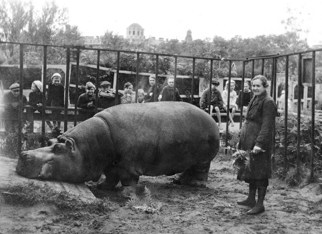 В реальности бегемотиха Красавица прибыла в зоопарк в 1911 году в возрасте около 4лет. За ней долго ухаживали смотрители Василий Буряк и Иван Антонов. Дочь Антонова Евдокия буквально выросла с Красавицей и продолжила за ней ухаживать | Источник: пресс-служба кинопрокатной компании «Вольга»