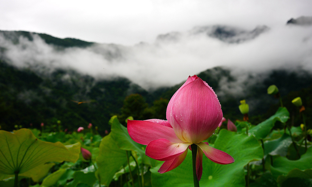 Цветок растущий на земле. Китайский Лотос цветок. Лотос в горах. Растительный мир Китая Лотос. Цветок лотоса в горах.