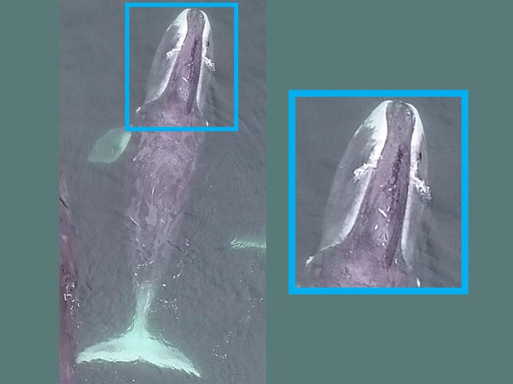 Коровка, Тетрис, Помпончик: откуда у китов Охотского моря такие необычные имена?