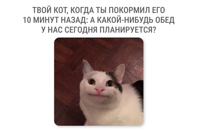 Коты, кажется, мечтают о круглосуточном обеде | Источник: Мария Романова / Городские медиа