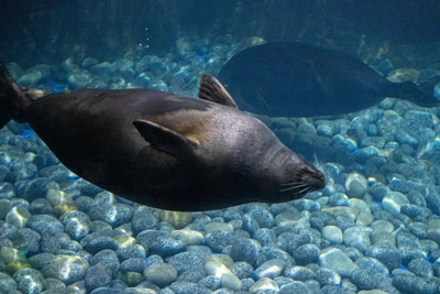 Северяне выступили против идеи возрождения промысла тюленей