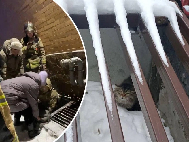 Владелица разыскивала своего питомца в течение нескольких месяцев. | Источник: Сообщество Академгородка / Телеграм