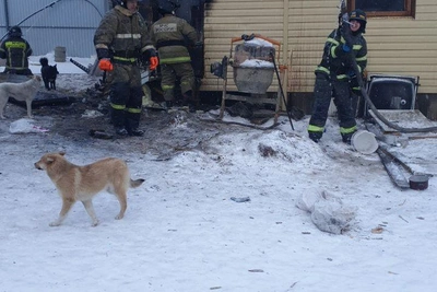 Ветблок приюта для собак в Нижнеудинске сгорел: девять животных погибли