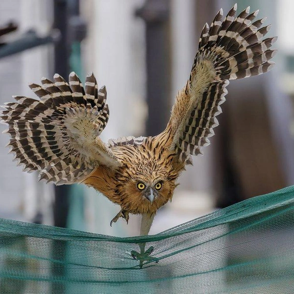 Источник: Partha Roy / World Nature Photography Awards 2022